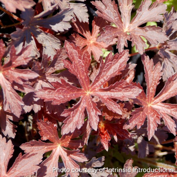 Geranium maculatum 'Huggy Bear' (Spotted Cranesbill) - Image 2