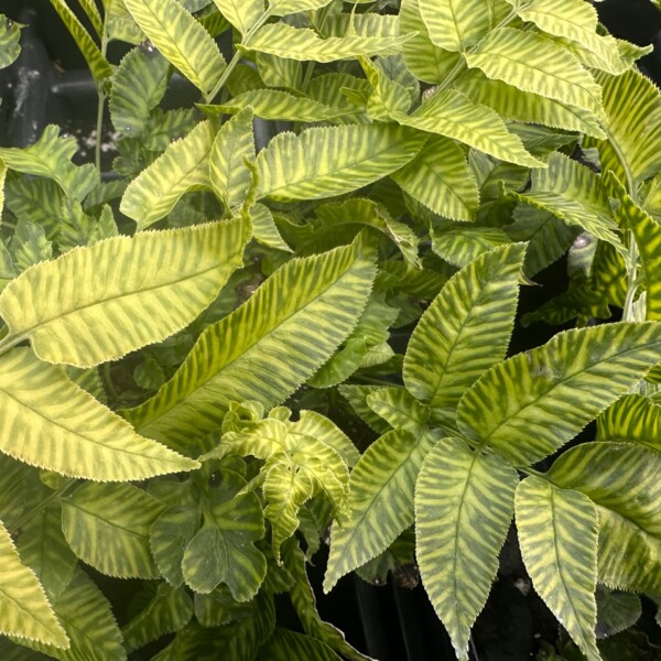 Coniogramme emeiensis ‘Golden Zebra’ (Striped Bamboo Fern)