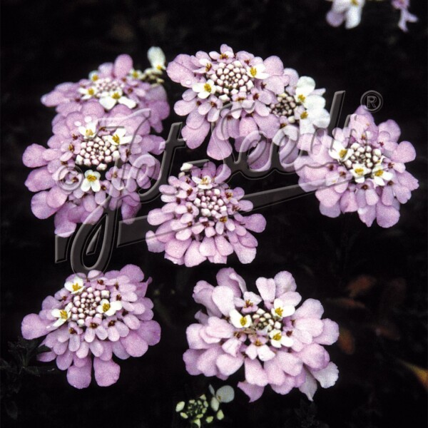 Iberis gibraltarica (Candytuft)