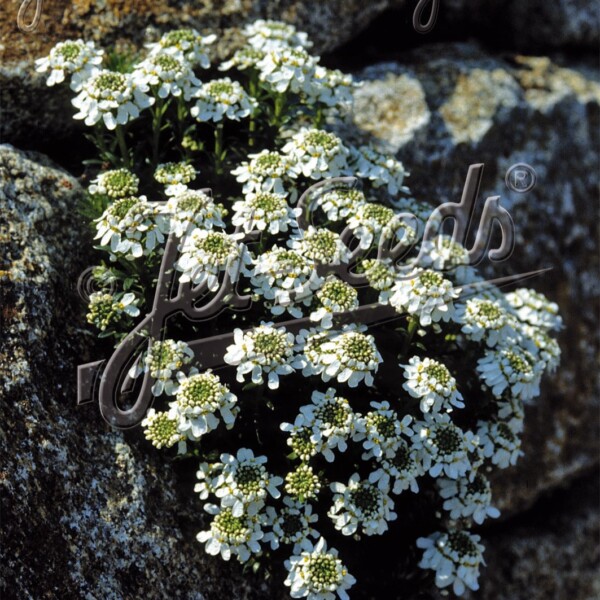 Iberis saxatilis (Alpine Candytuft)