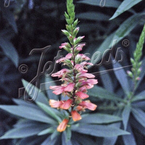 Isoplexis isabelliana (Canary Foxglove)