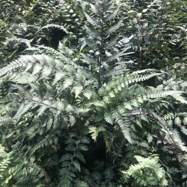 Athyrium niponicum 'Godzilla' (Japanese Painted Fern)