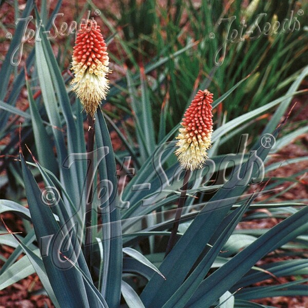 Kniphofia caulescens (Red Hot Poker)