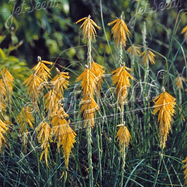 Kniphofia galpinii (Red Hot Poker)