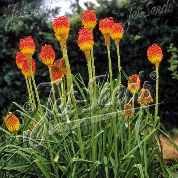 Kniphofia rooperi (Rooper's Red Hot Poker)