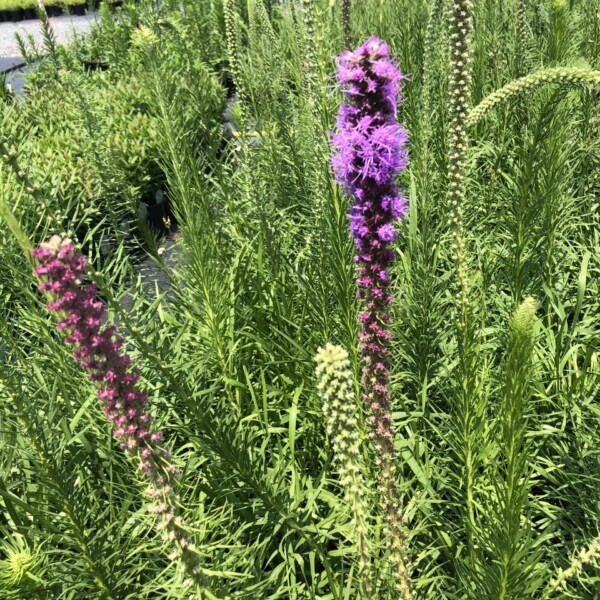 Liatris pycnostachya (Prairie Blazing Star)