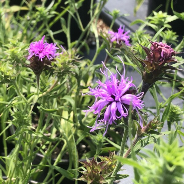 Liatris squarrosa (Scaly Blazing Star)