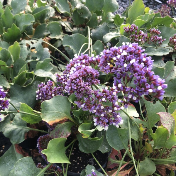 Limonium perezii (Sea Lavender)