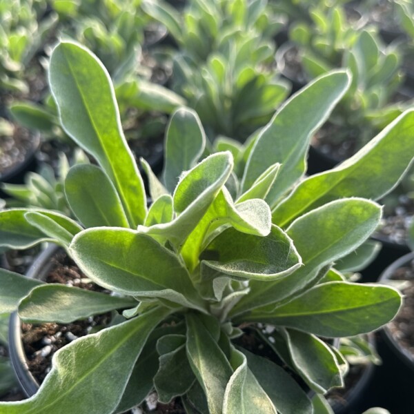 Lychnis coronaria Oculata (Rose Campion) - Image 2