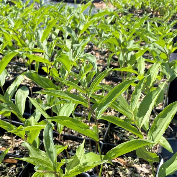 Maianthemum racemosum (False Solomon's Seal)