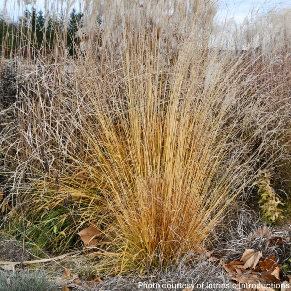 Molinia caerulea ssp. arundinacea ‘Dutch Dreamer’ (Purple Moor Grass) - Image 2