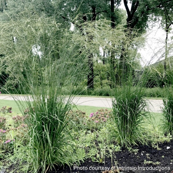 Molinia caerulea ssp. arundinacea ‘Dutch Dreamer’ (Purple Moor Grass)