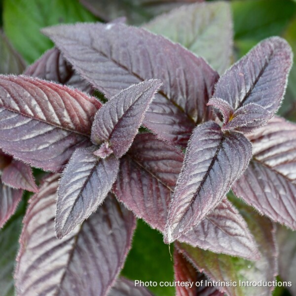 Monarda bradburiana 'Midnight Oil' (Eastern Bee Balm)