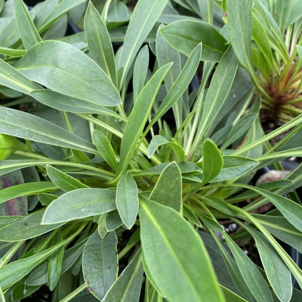 Penstemon heterophyllus 'Blue Spring' (Foothill Beardtongue) - Image 2