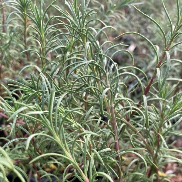 Penstemon pinifolius (Pineleaf Beardtongue) - Image 2