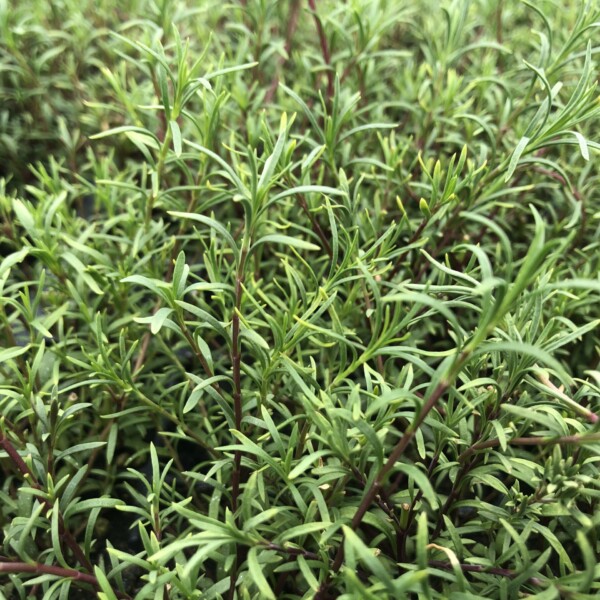 Penstemon pinifolius 'Mersea Yellow' (Pineleaf Beardtongue) - Image 2