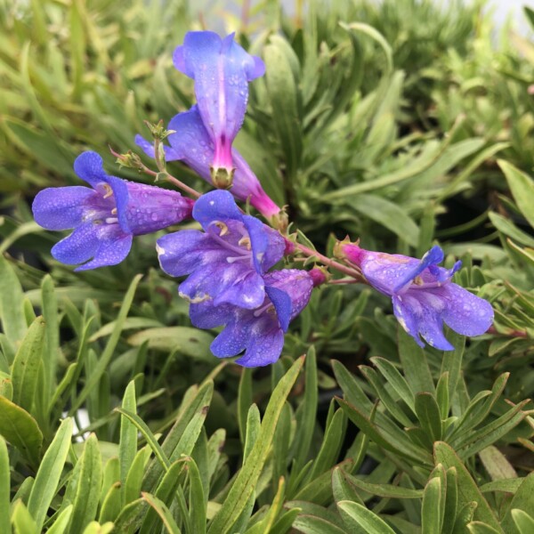 Penstemon heterophyllus 'Blue Spring' (Foothill Beardtongue)