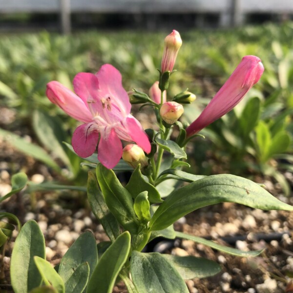 Penstemon barbatus f. nanus (Beardtongue) - Image 2