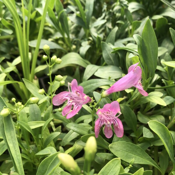 Penstemon barbatus f. nanus (Beardtongue)