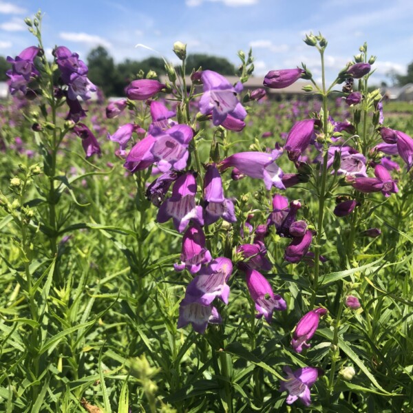 Penstemon x mexicali 'Sunburst Amethyst' (Beardtongue)