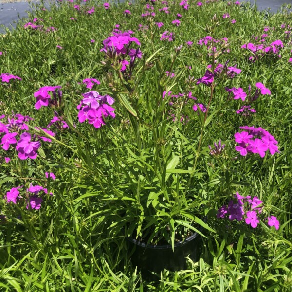 Phlox x 'Wanda' - Image 2