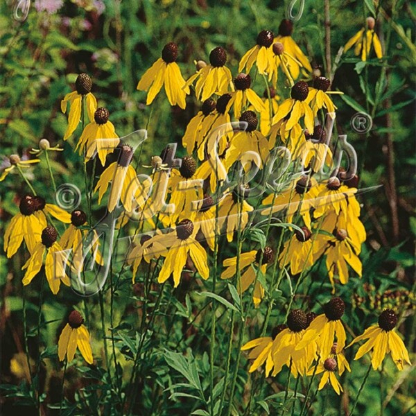 Ratibida pinnata (Grey-Headed Coneflower)