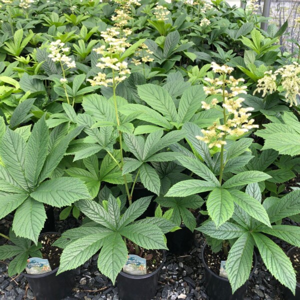 Rodgersia aescuifolia (Fingerleaf Rodgersia)