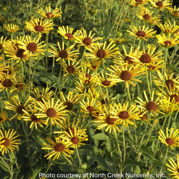 Rudbeckia subtomentosa 'Henry Eilers' (Sweet Coneflower)