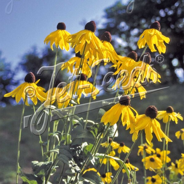 Rudbeckia grandiflora 'Sundance' ( Tall Coneflower)