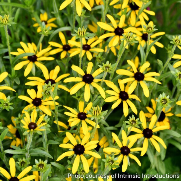 Rudbeckia x Sweet as Honey (Black-Eyed Susan)