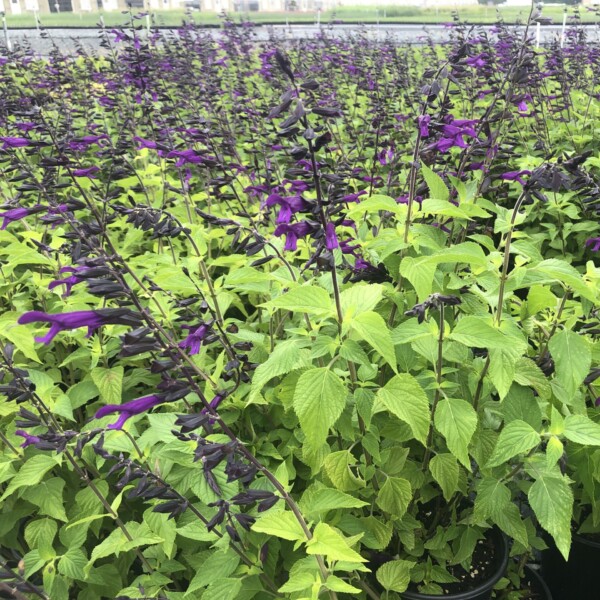 Salvia x 'Amistad' (Sage) - Image 2