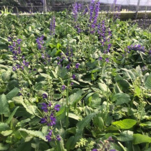Salvia pratensis 'Twilight Serenade' (Meadow Sage)
