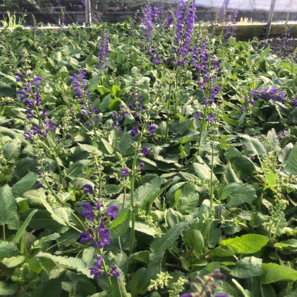 Salvia pratensis 'Twilight Serenade' (Meadow Sage)