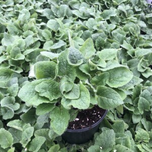 Salvia verticillata 'Purple Rain' (Whorled Sage)