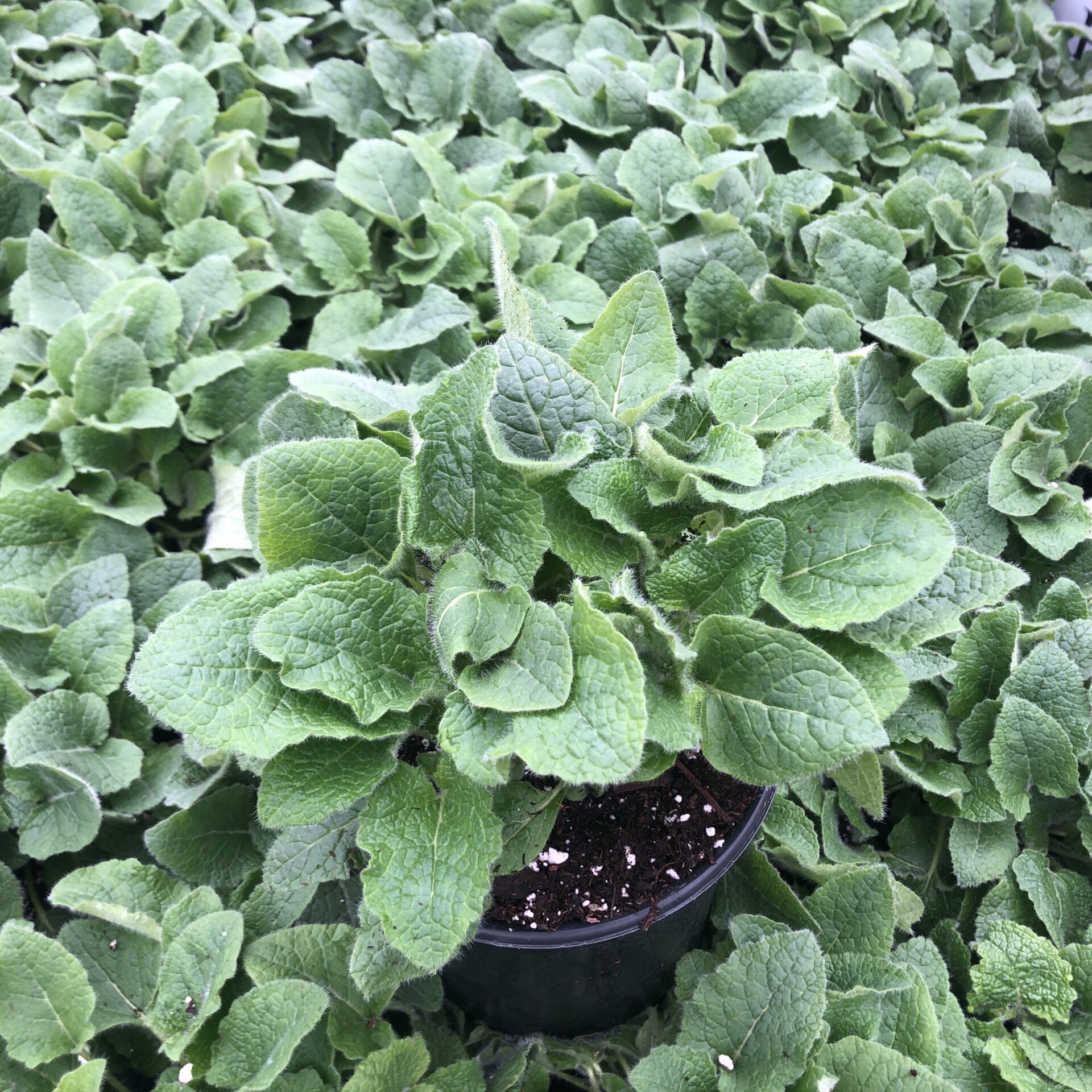 Salvia verticillata 'Purple Rain' (Whorled Sage)