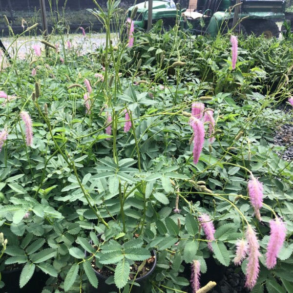 Sanguisorba hakusanensis 'Lilac Squirrel' (Korean Burnet)