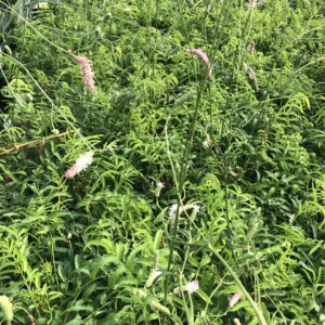 Sanguisorba tenuifolia 'Strawberry Frost' (Burnet)