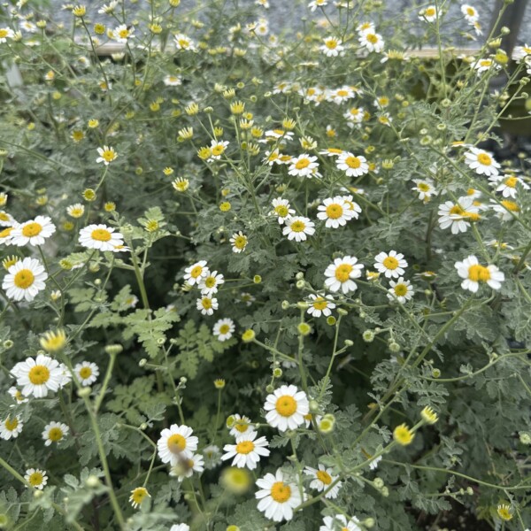 Tanacetum niveum 'Jackpot' (Tansy)