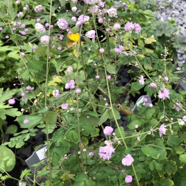 Thalictrum delavayi 'Hewitt's Double' (Chinese Meadow Rue)