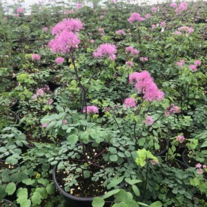 Thalictrum aquilegiifolium 'My Little Favourite' (Meadow Rue)