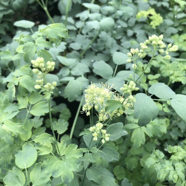 Thalictrum flavum subsp. glaucum (Yellow Meadow Rue)