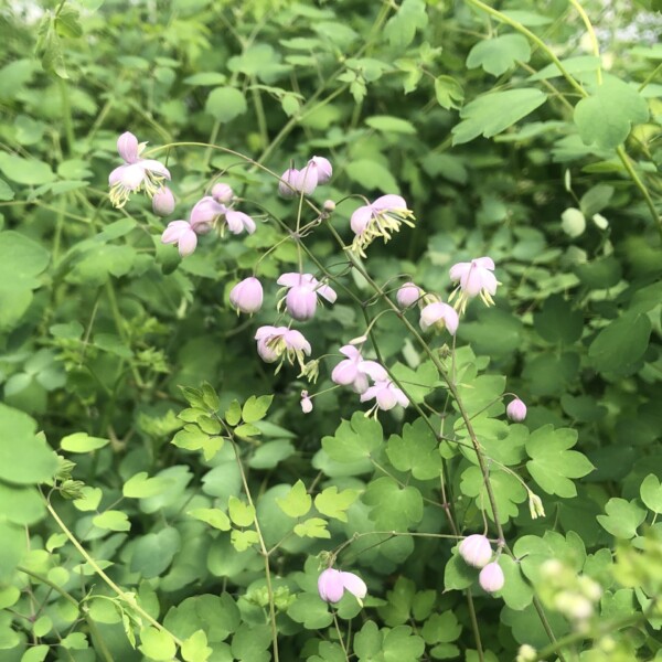 Thalictrum x 'Splendide' (Meadow Rue)