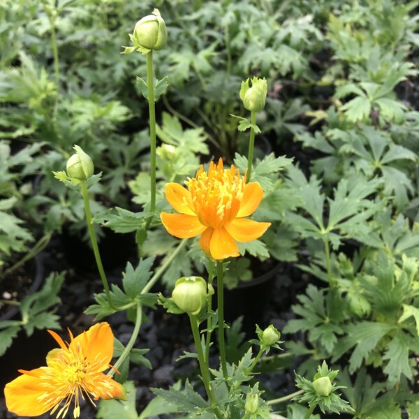 Trollius chinensis 'Golden Queen' (Globeflower)