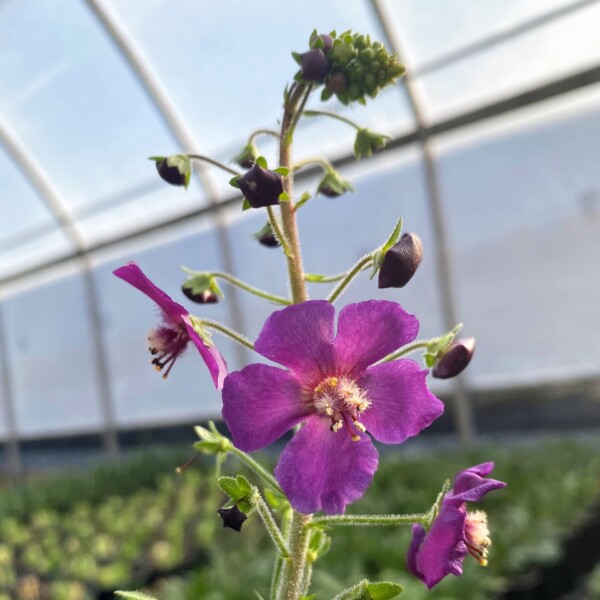 Verbascum phoeniceum 'Violetta' (Purple Mullein)