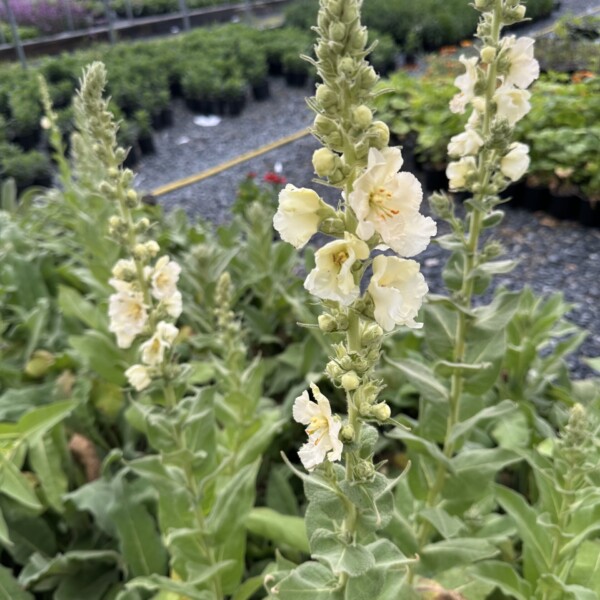 Verbascum x 'Snow Maiden' (Mullein)