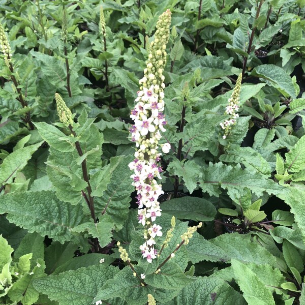 Verbascum chaixii 'Wedding Candles' (Nettle-Leaved Mullein)