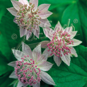 Astrantia maxima (Masterwort)
