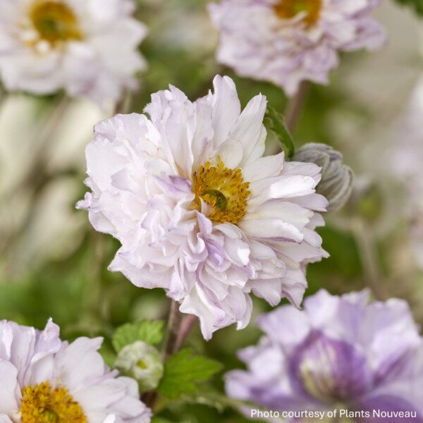 Anemone x Frilly Knickers™ 'FP007' (Anemone)