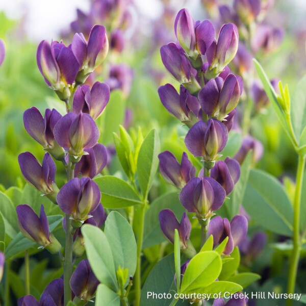 Baptisia x variicolor Twilight Prairieblues™ 'Twilite' (False Indigo)