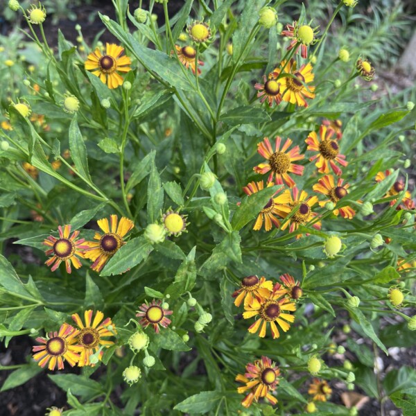 Helenium x 'Loysder Wieck' (Sneezeweed) - Image 2